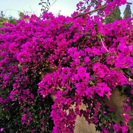 Villa Luka دوبروفينك المظهر الخارجي الصورة